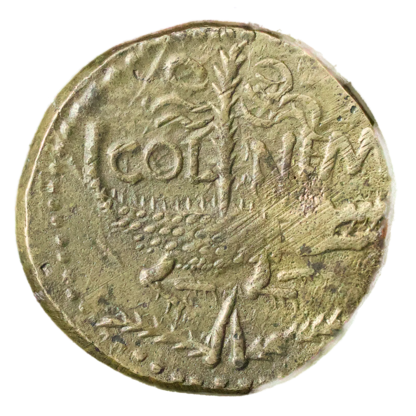 Dupondius De Nîmes Auguste Agrippa R/ COL NEM cocodrilo 14,07 gr Calidad