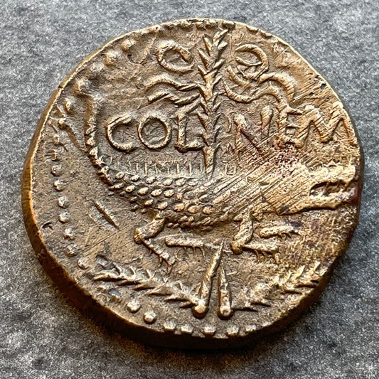 Dupondius de Nîmes Auguste Agrippa R/ Col Nem Crocodile 14.07 GR Quality